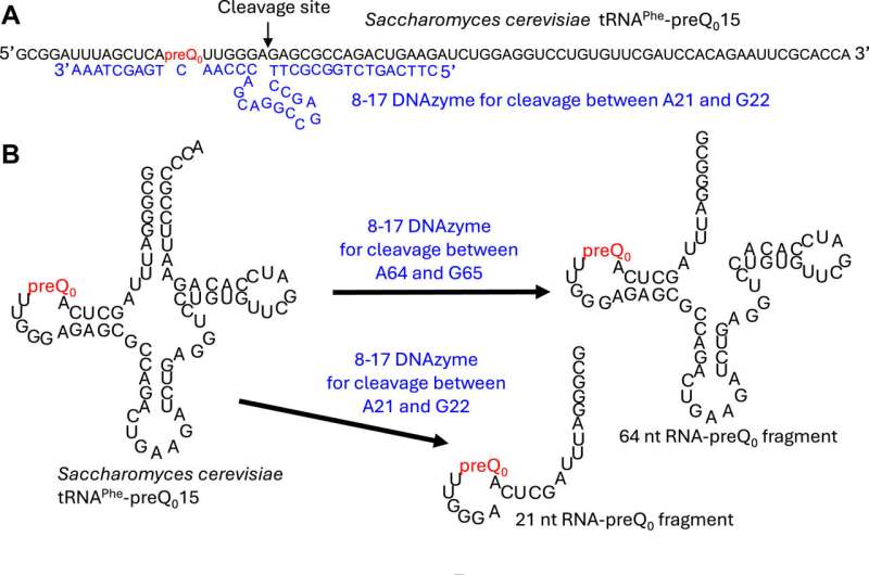 Fig. 1. ArcS does not require the L-shaped tRNA structure for the lysine-transfer reaction. Credit: Journal of Biological Chemistry (2024). DOI: 10.1016/j.jbc.2024.107505 The discovery of a tRNA modification enzyme that also acts on nucleosides
