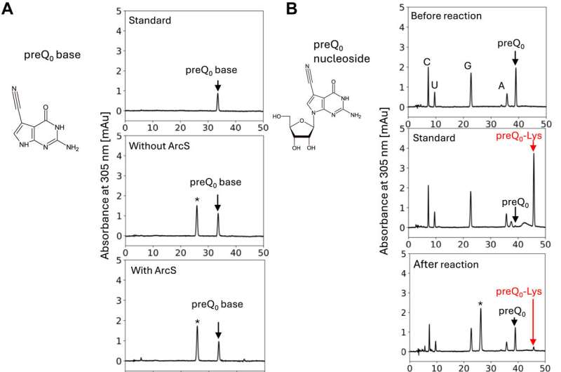 Fig. 2. preQ0 nucleoside and its derivatives are the substrates of ArcS. Credit: Journal of Biological Chemistry (2024). DOI: 10.1016/j.jbc.2024.107505 The discovery of a tRNA modification enzyme that also acts on nucleosides