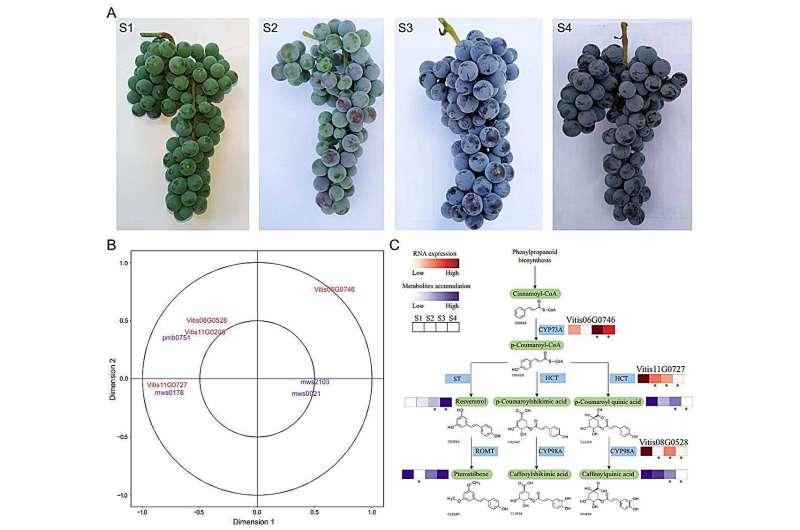 Credit: Horticulture Research (2024). DOI: 10.1093/hr/uhae117 Unlocking the genetic code of amur grape: insights into plant cold tolerance and evolution
