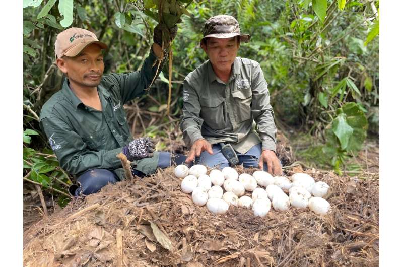 Wardens from the crocodile conservation team watch over baby Siamese crocodiles eggs in Cardamom National Park. Wardens from the crocodile conservation team watch over baby Siamese crocodiles eggs in Cardamom National Park
