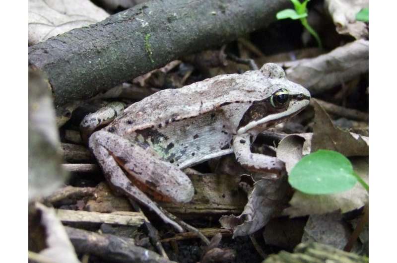 Lithobates sylvaticus found in southern Quebec. Credit: Wikipedia/CC BY 3.0 Wood frog